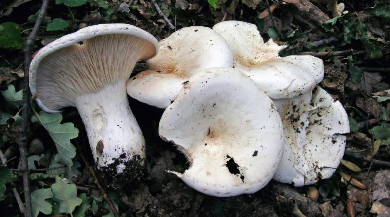 Aspropaxillus candidus