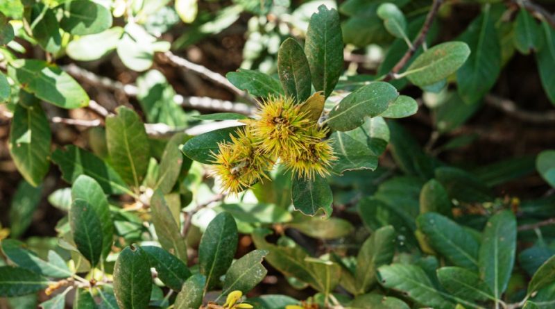 Chrysolepis sempervirens