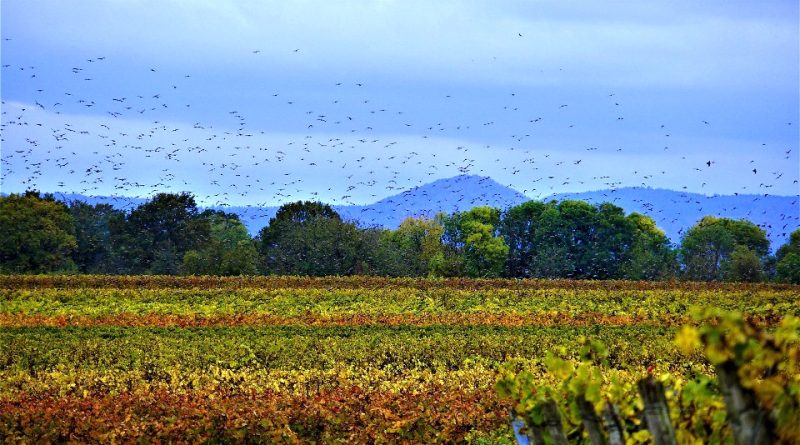 Mescoliamo la Biodiversità