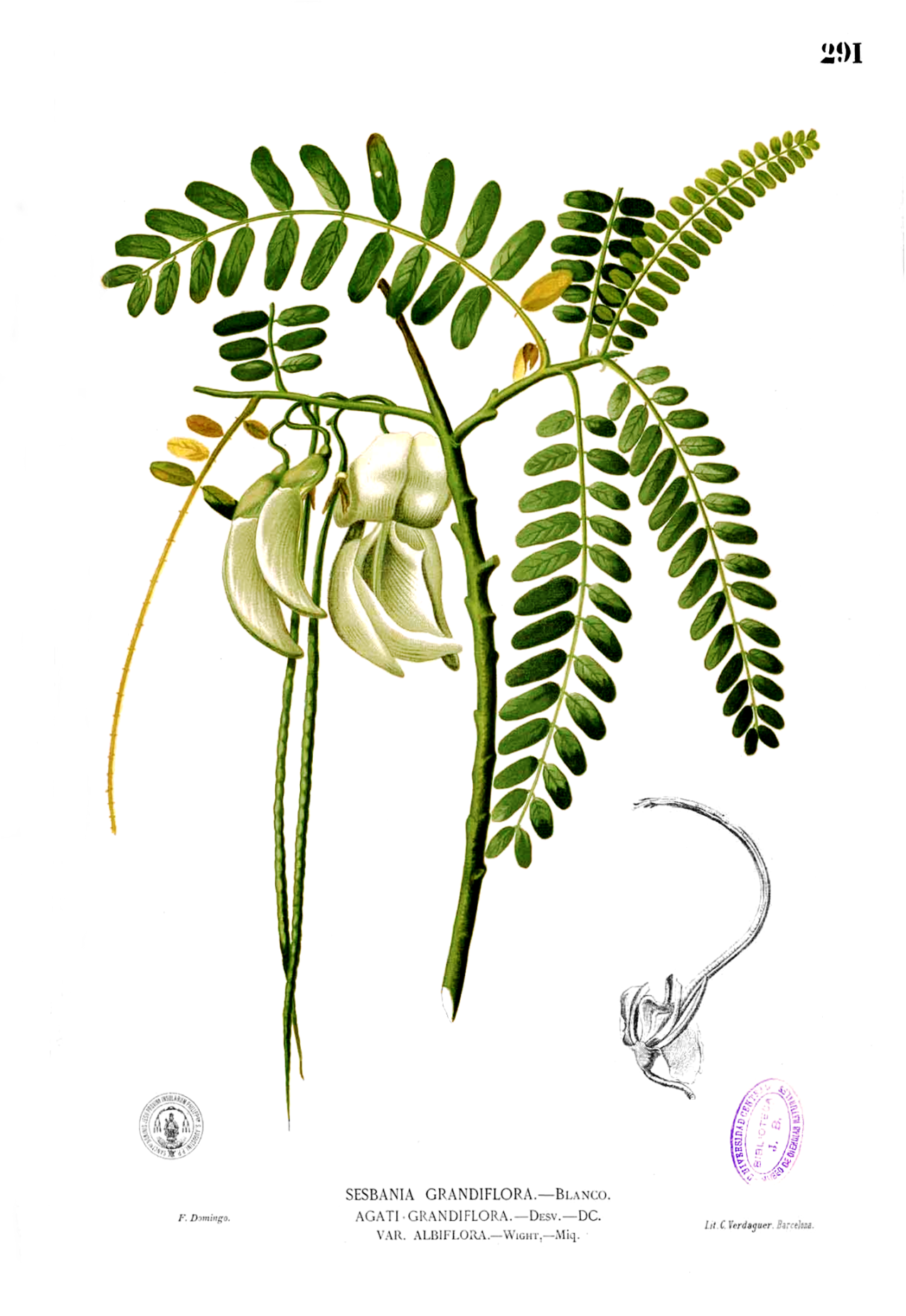 Sesbania Grandiflora Systematics Etymology Habitat Cultivation Sesbania Grandiflora Systematics Etymology Habitat Cultivation