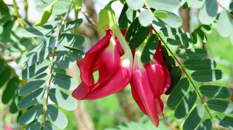 Sesbania grandiflora