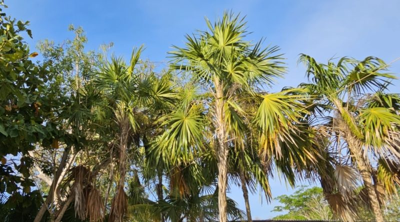 Thrinax radiata