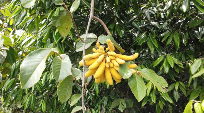 Uvaria grandiflora