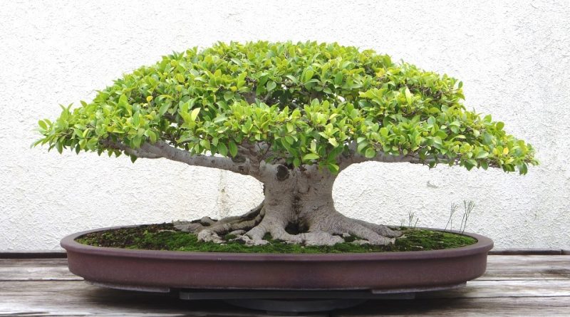 Bonsai