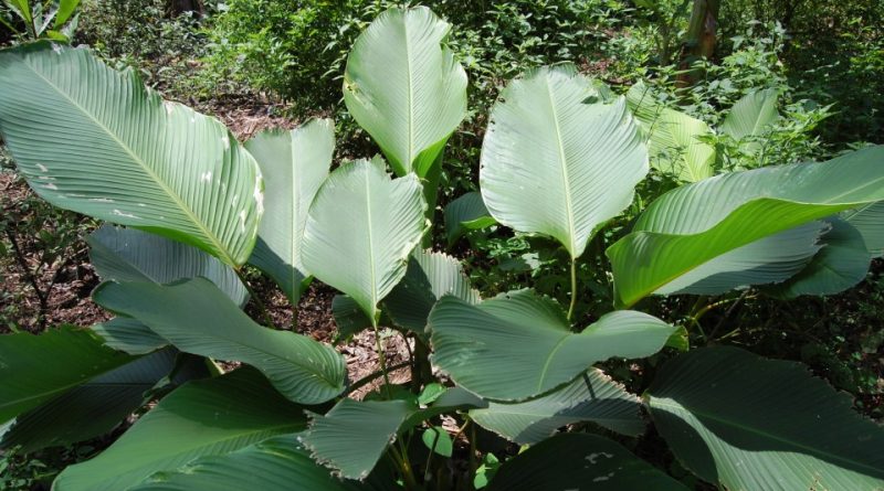 Calathea lutea