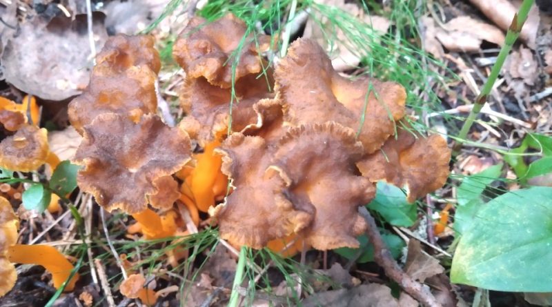 Cantharellus lutescens