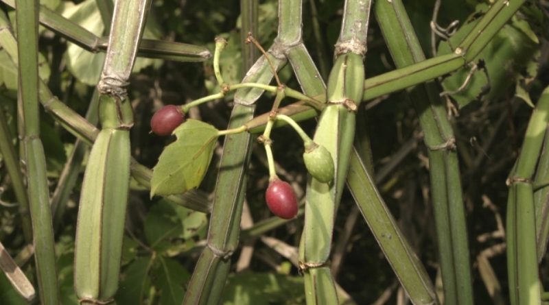 Cissus quadrangularis