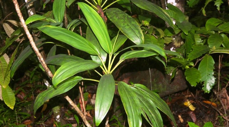 Cordyline fruticosa