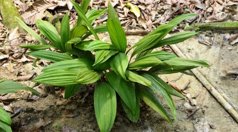 Curculigo latifolia