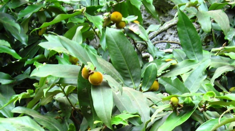 Diospyros blancoi