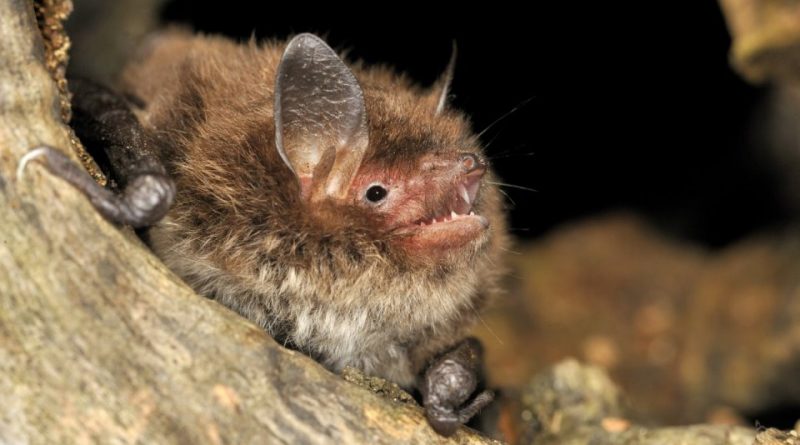 Myotis alcathoe