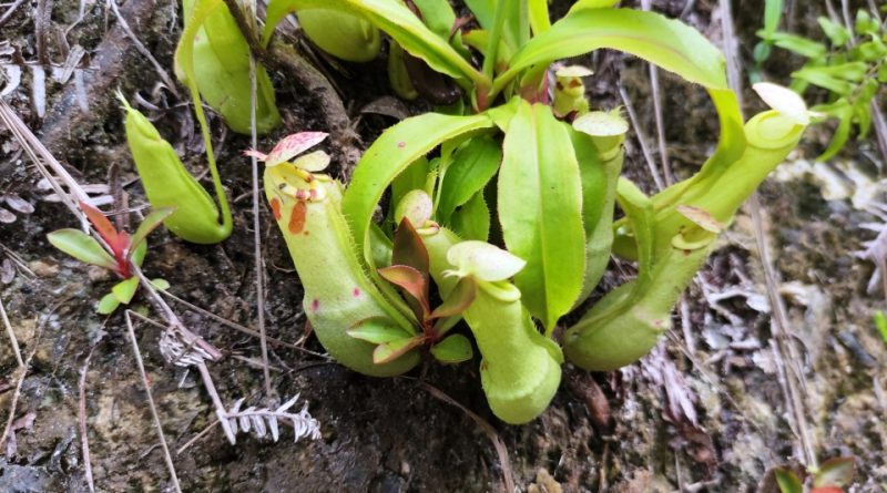 Nepenthes mirabilis