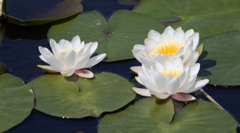 Nymphaea alba