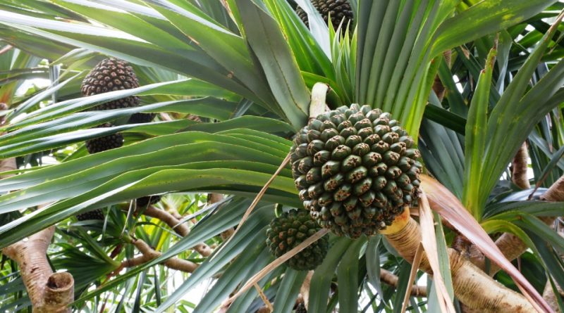 Pandanus utilis