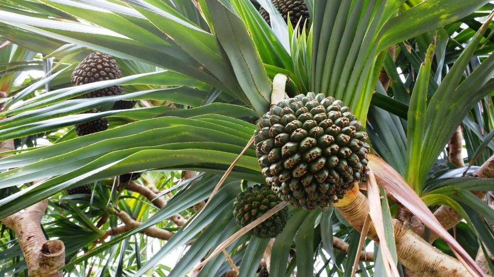 Pandanus utilis Systematics, Etymology, Habitat, Cultivation
