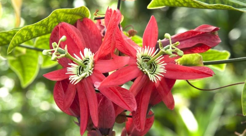 Passiflora racemosa