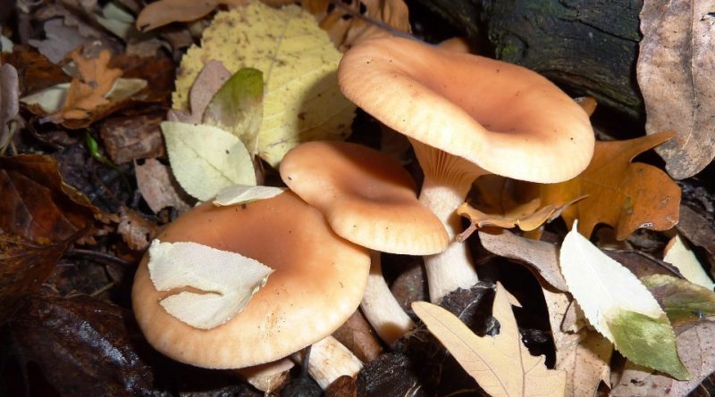 Trabe Propolix - Fungicida Ecologico A Base Di Propoli D'api, 30 Ml, Per Piante