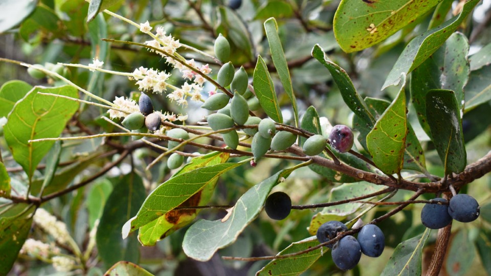 Terminalia muelleri Systematics, Etymology, Habitat, Cultivation