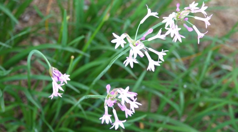 Tulbaghia violacea