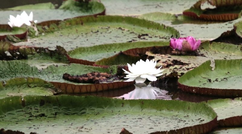 Victoria amazonica