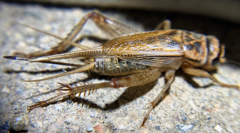 Acheta domesticus