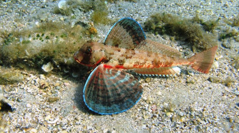 Chelidonichthys lastoviza