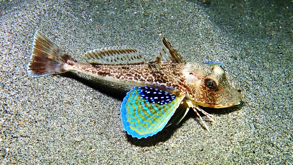 Chelidonichthys lucerna Systematics, Habitat, Biology, Ecology