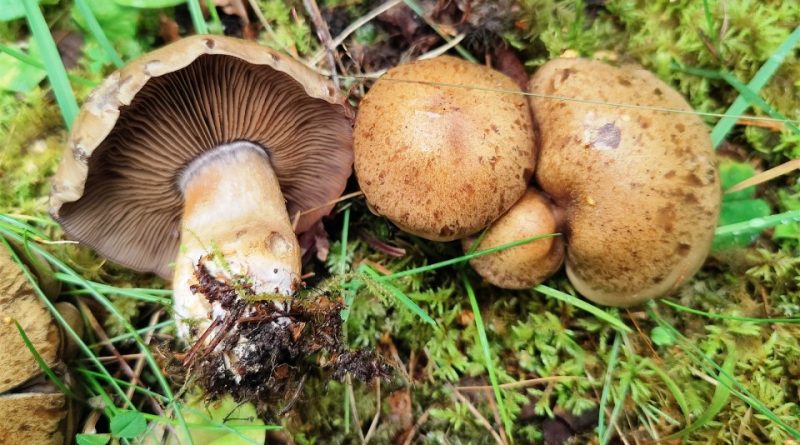 Cortinarius infractus