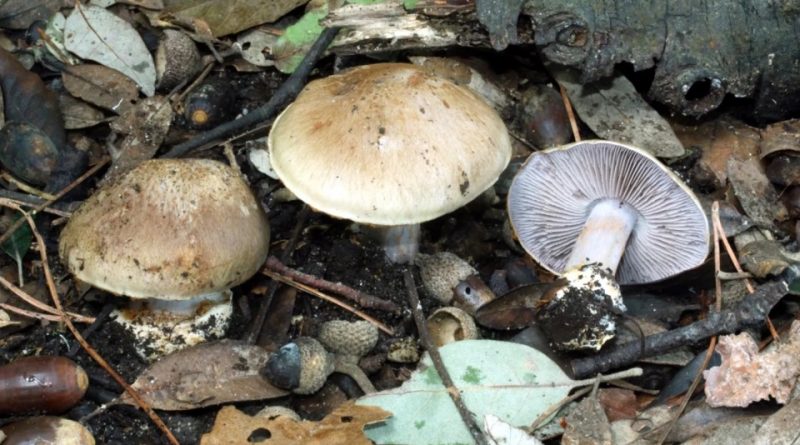 Cortinarius olivaceofuscus