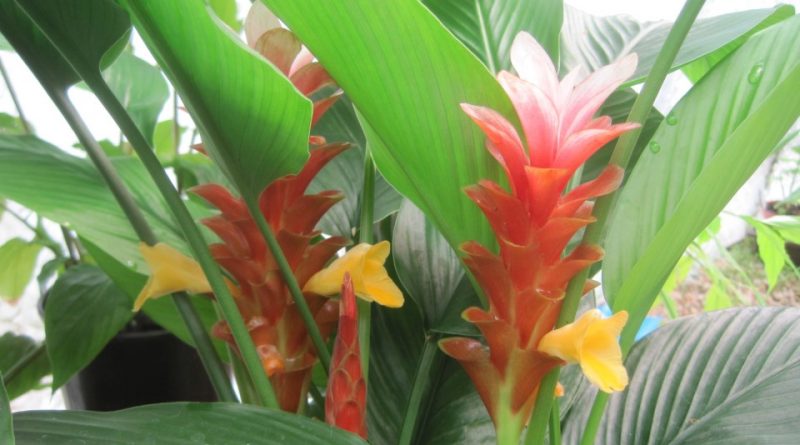 Curcuma aurantiaca