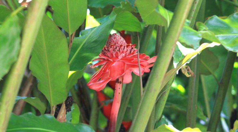 Etlingera elatior