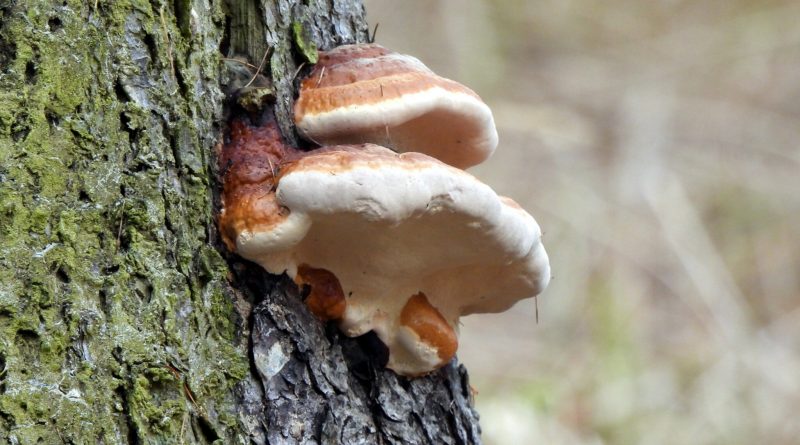 Fomitopsis pinicola