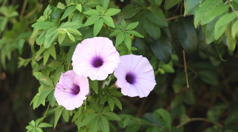 Ipomoea cairica