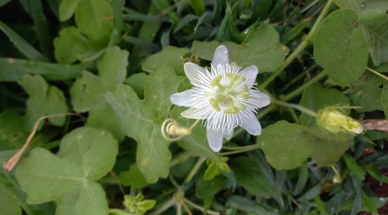 Passiflora foetida