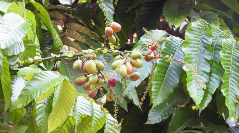 Pometia pinnata