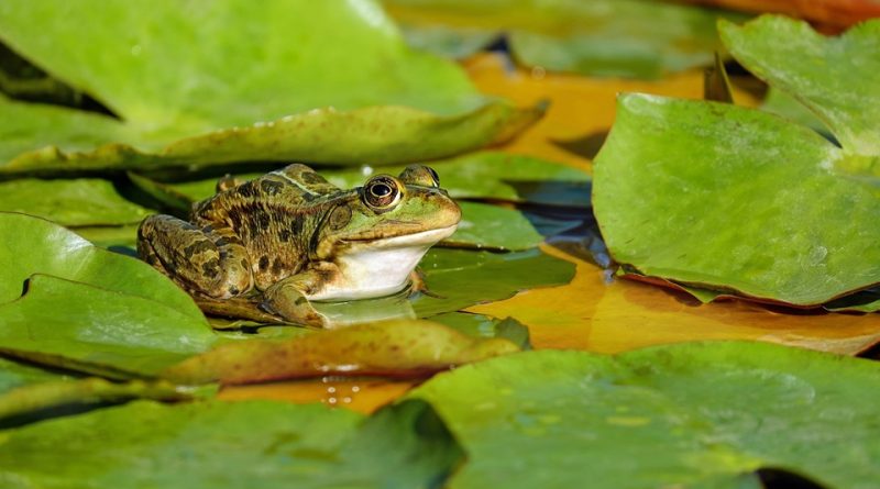 Ruolo ecologico degli anfibi