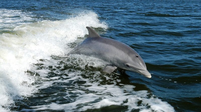 Ruolo ecologico dei cetacei