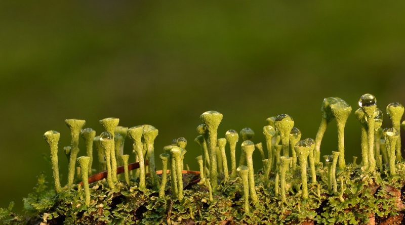Ruolo ecologico dei licheni