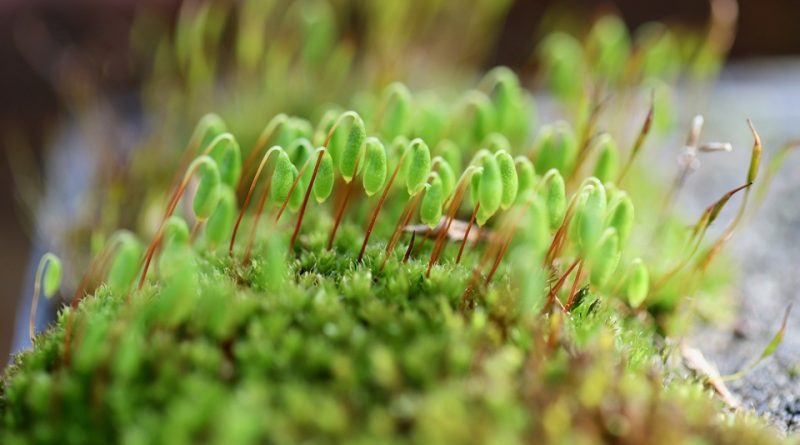 Ruolo ecologico dei muschi