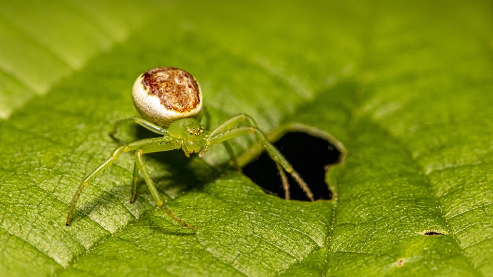 Ecological role of spiders functions, biology, habits