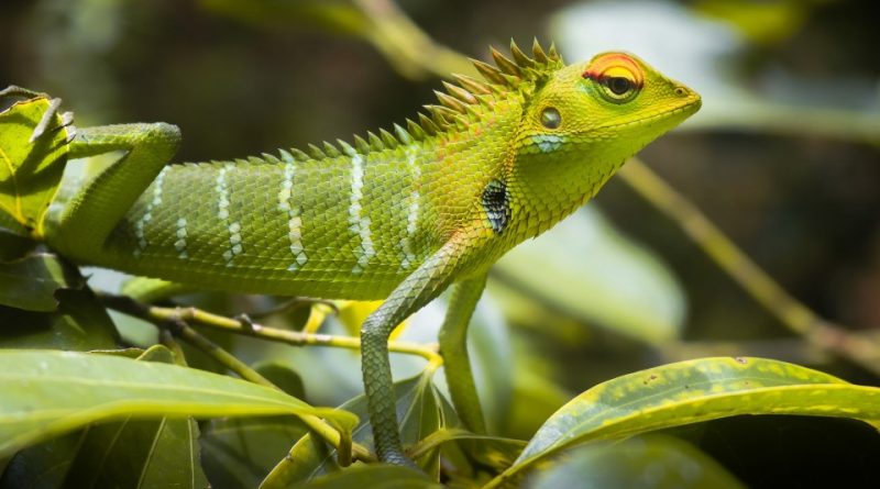 Ruolo ecologico dei rettili