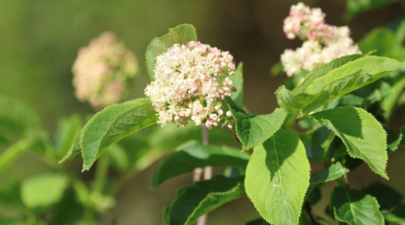 Sambucus racemosa