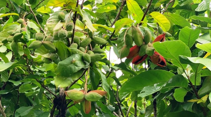 Sterculia monosperma