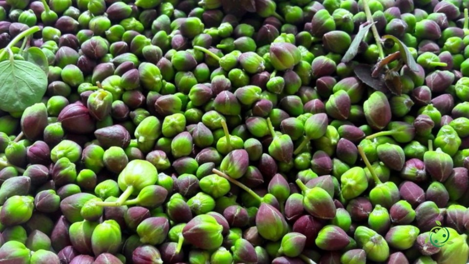 Nutritional value of Caper Characteristics, Properties