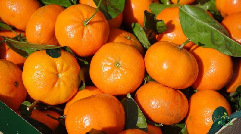 Valore nutrizionale del Mandarino