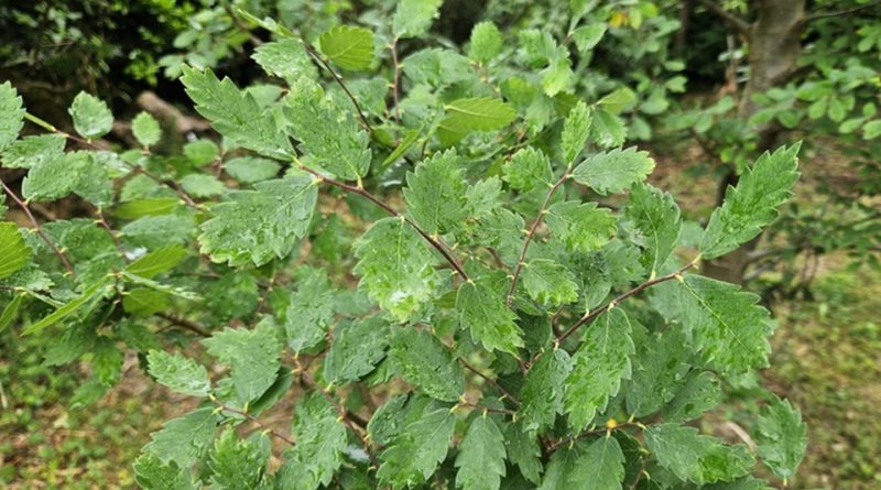 Zelkova sicula