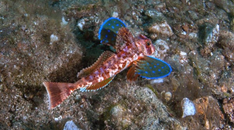 Chelidonichthys cuculus