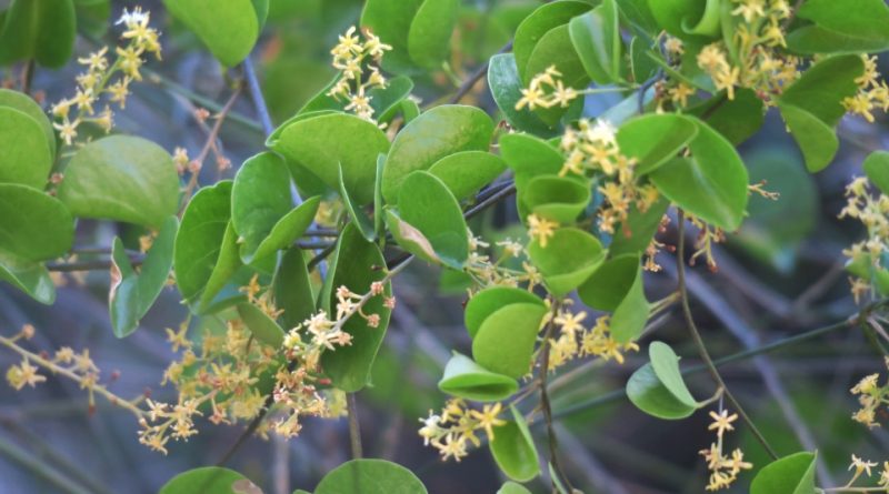 Dioscorea elephantipes