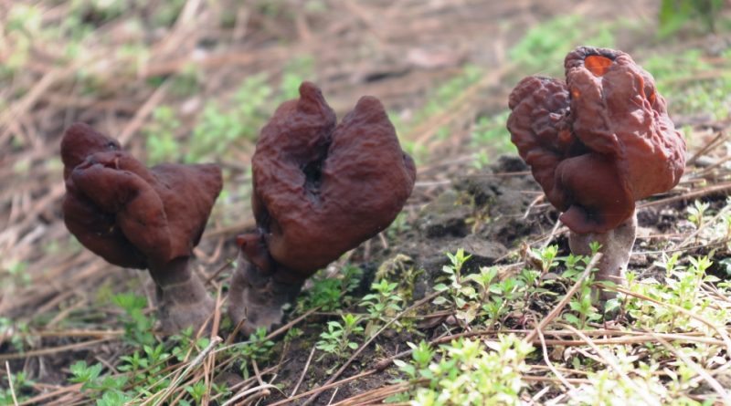 Gyromitra infula