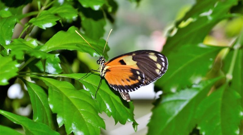 Incremento della biodiversità e stabilità degli agroecosistemi